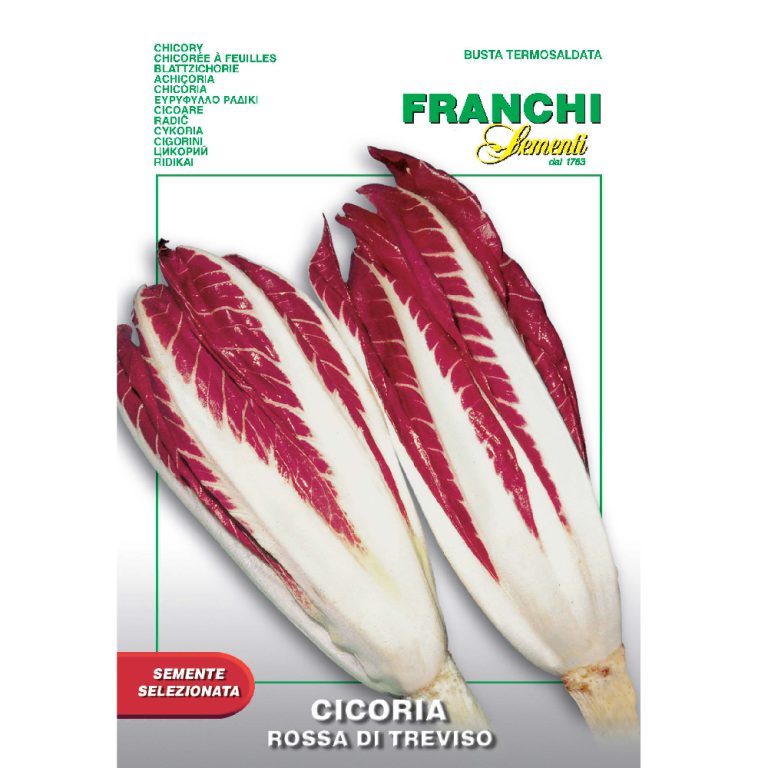 Cicoria e Radicchio Rosso di Treviso tardivo Sile » Vendita Piante Online